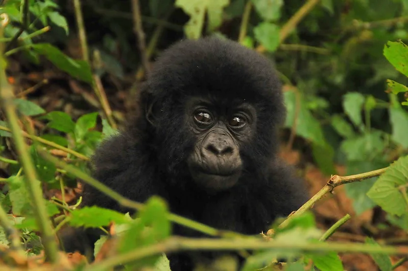 MOUNTAIN GORILLAS are not yet vocal.