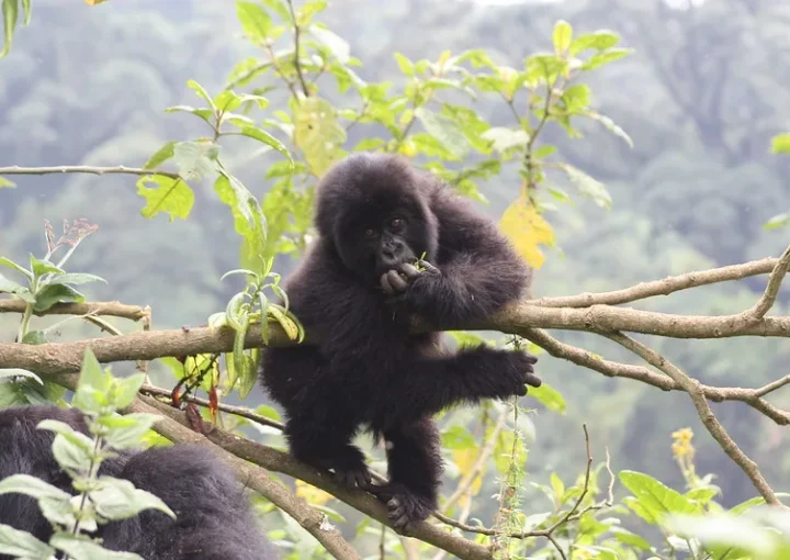 May gorilla trekking discounts.