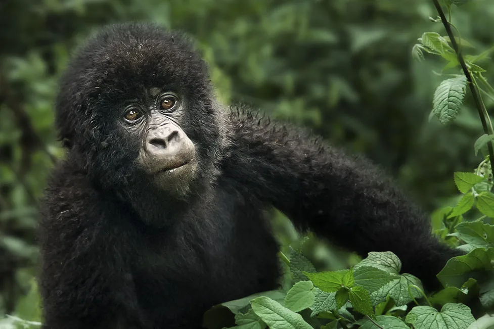 Mgahinga Gorilla National Game Park