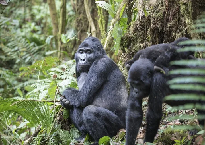 Mountain gorilla census 2024.