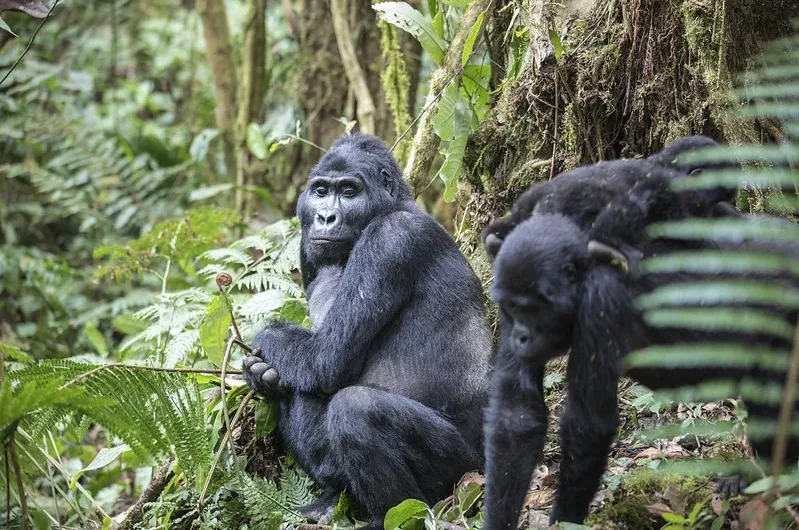 Mountain gorilla census 2024.