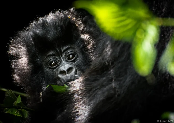 Mountain gorilla reproduction