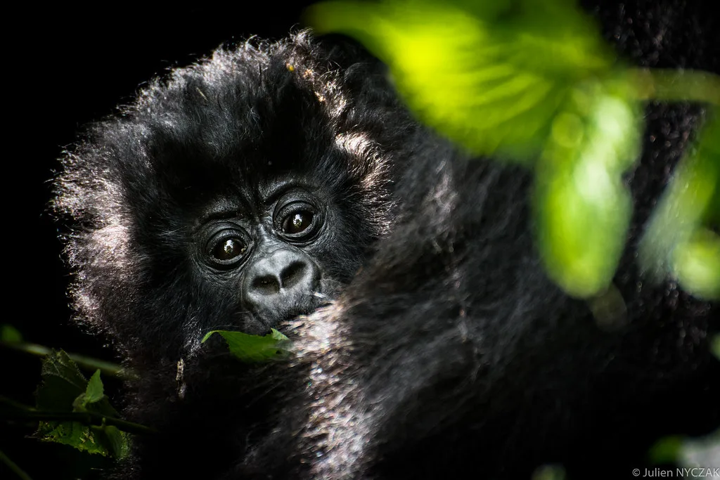 Mountain gorilla reproduction