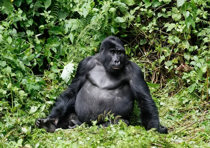 Mountain gorillas are beautiful