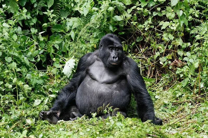 Mountain gorillas are beautiful