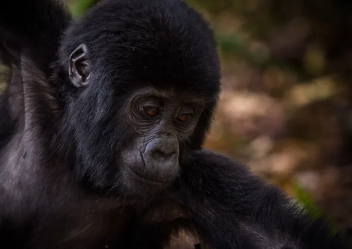 Mubare Gorilla Family | Bwindi Impenetrable Forest