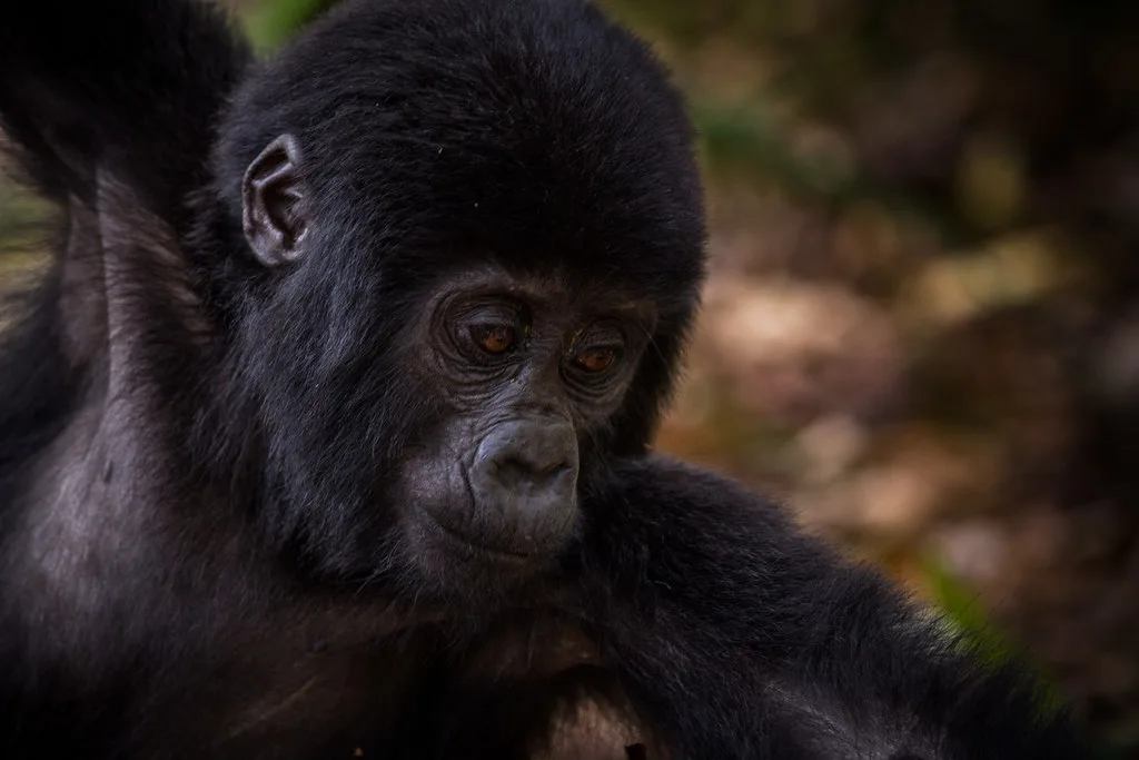 Mubare Gorilla Family | Bwindi Impenetrable Forest