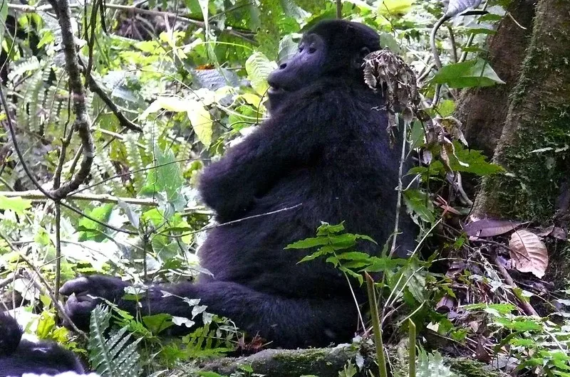 New Gorilla Families in Bwindi