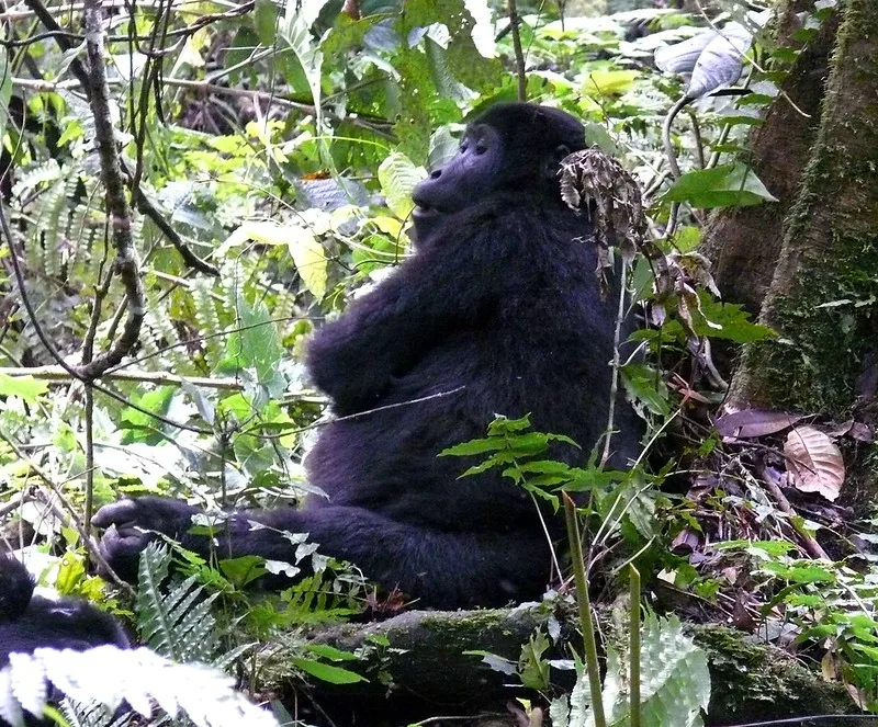 New Gorilla Families in Bwindi