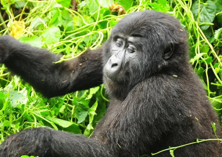 New gorilla families in Bwindi, Christmas and Katwe groups