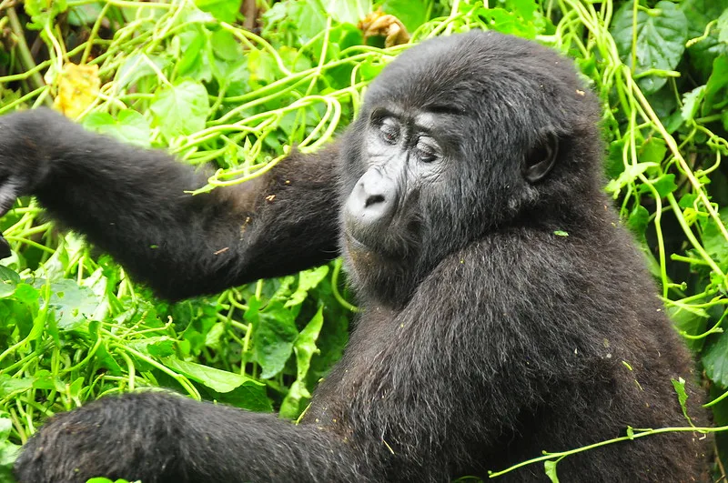 New gorilla families in Bwindi, Christmas and Katwe groups