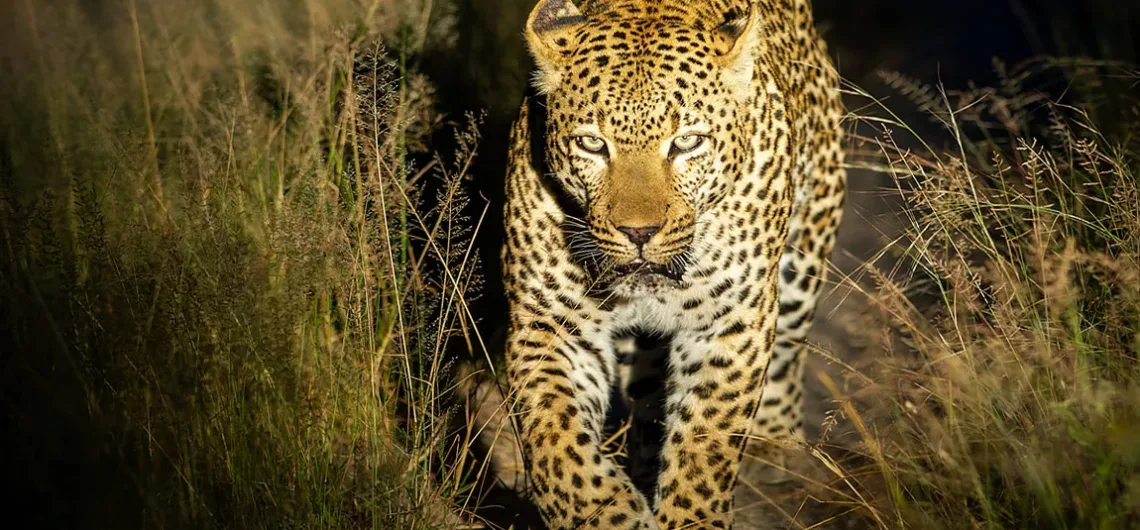 Night game drives in Uganda.