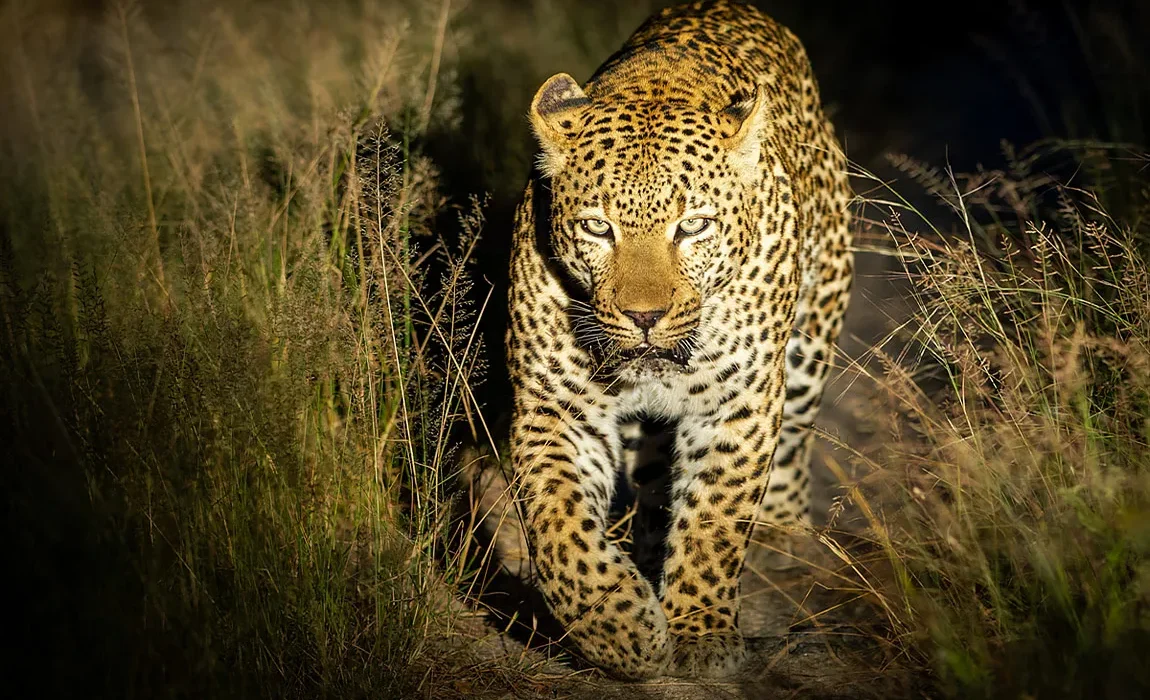 Night game drives in Uganda.