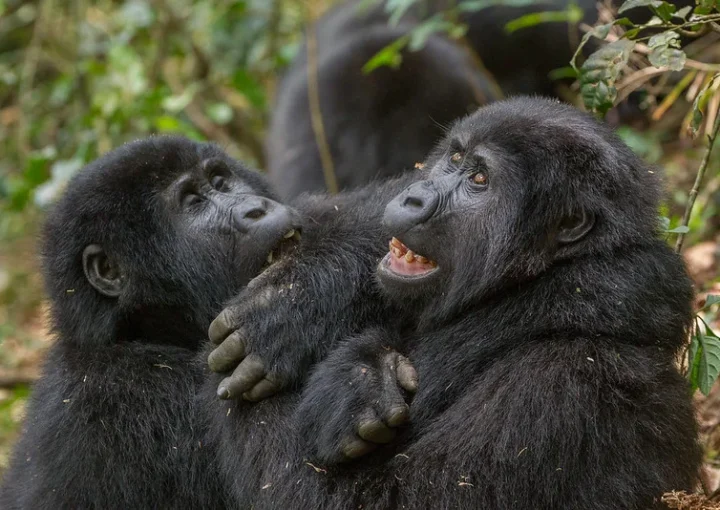 Nkuringo Gorillas - Gorilla trekking permits - Bwindi gorilla trekking safaris and tours.