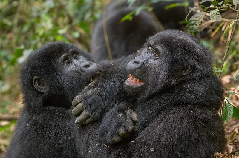 Nkuringo Gorillas - Gorilla trekking permits - Bwindi gorilla trekking safaris and tours.