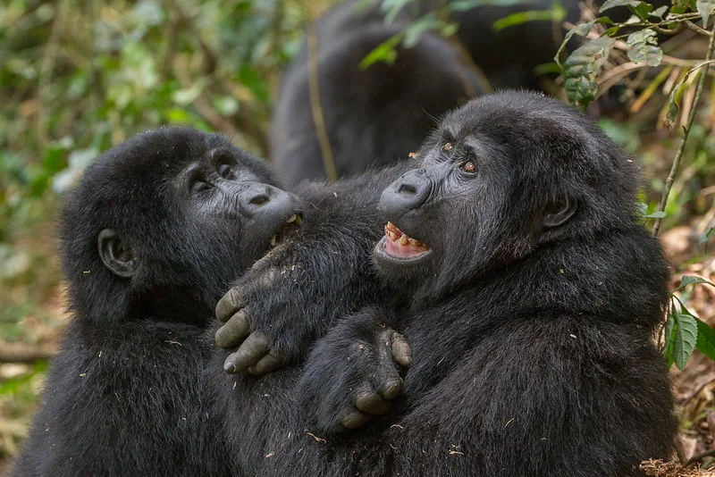 Nkuringo Gorillas - Gorilla trekking permits - Bwindi gorilla trekking safaris and tours.