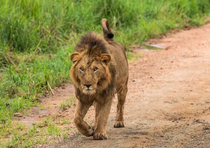 Northern Uganda Tourist Attractions - Kidepo Valley National Park.
