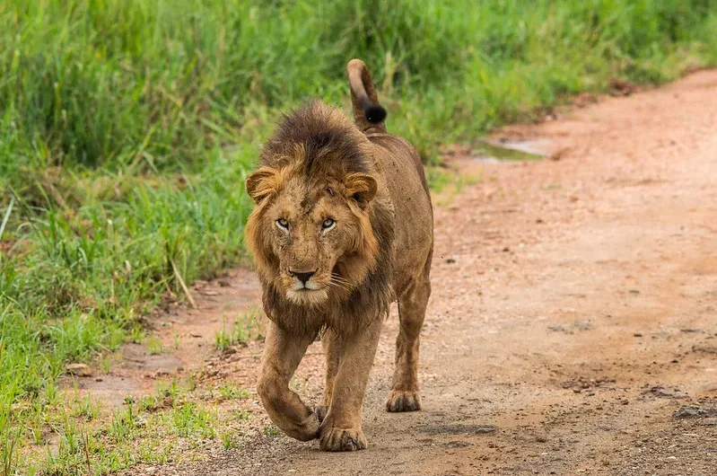 Northern Uganda Tourist Attractions - Kidepo Valley National Park.