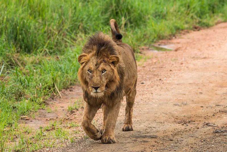 Northern Uganda Tourist Attractions - Kidepo Valley National Park.