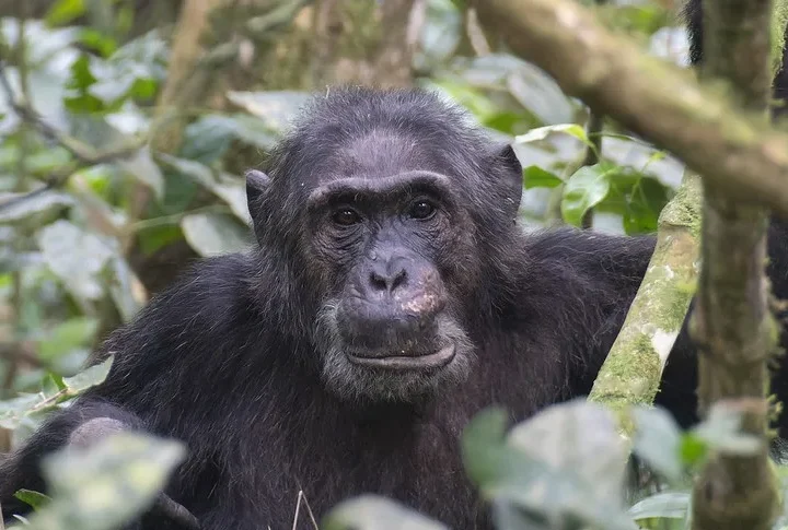 November Low season chimp permits.