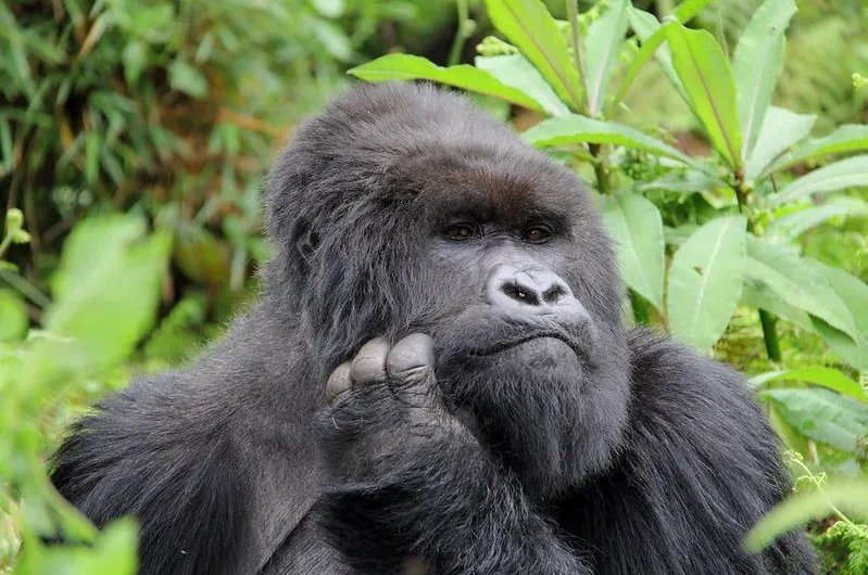 November gorilla trekking discounts.