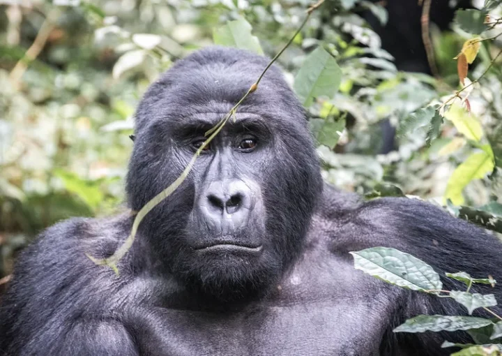 November low season gorilla safari offers.
