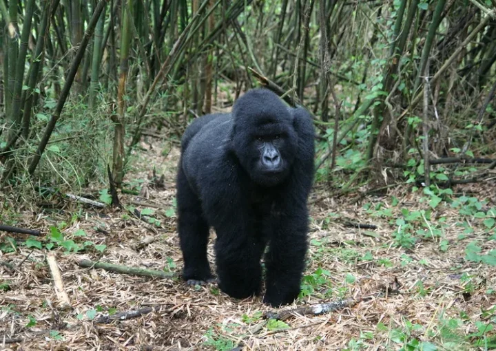 November safari discounts - Gorilla trekking safaris - Rwanda tours and safari - Uganda safaris.