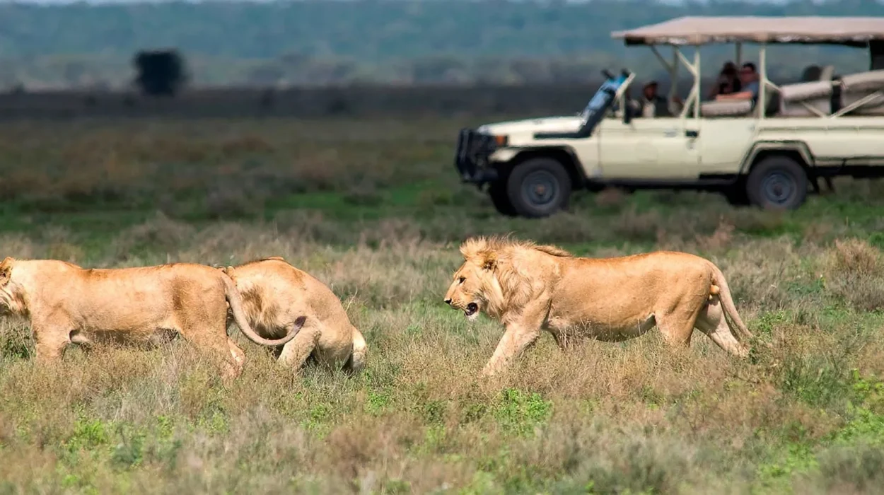 Pop-Up Roofed Safari Cars | Uganda