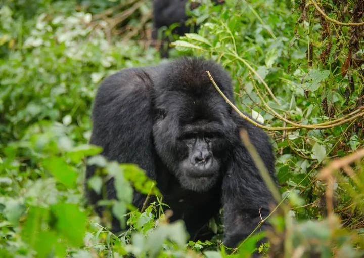 Price of discounted gorilla permits.