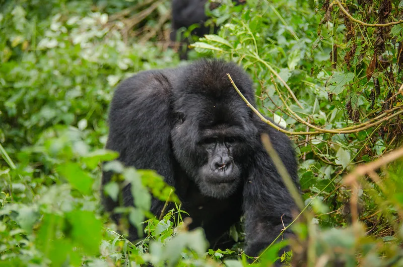 Price of discounted gorilla permits.