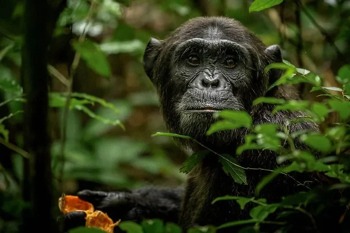 Reasons why one should visit Uganda in 2025.