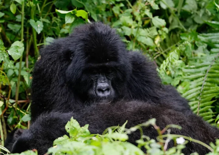 Rush for Uganda gorilla treks.