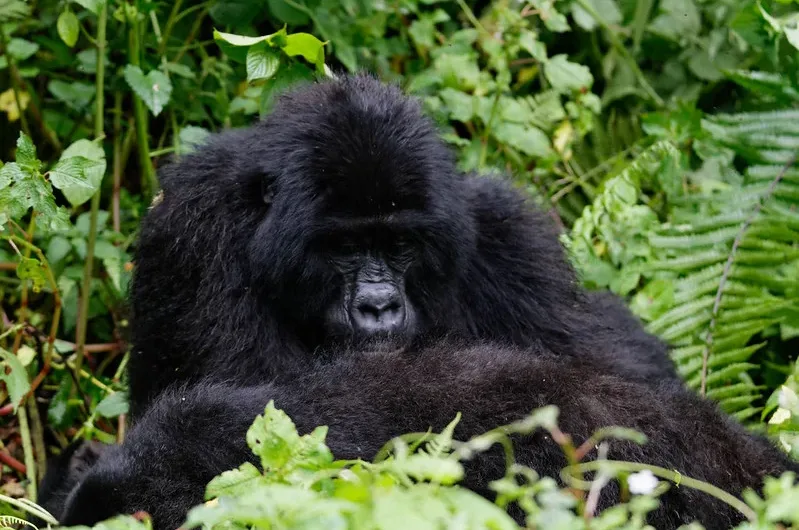 Rush for Uganda gorilla treks.