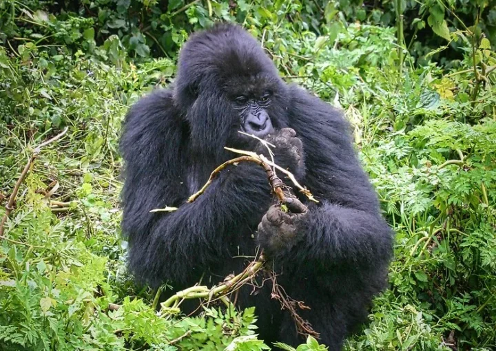 Rwanda Gorilla Permit price increased to USD1500.