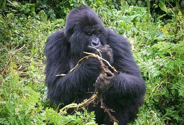 Rwanda Gorilla Permit price increased to USD1500.