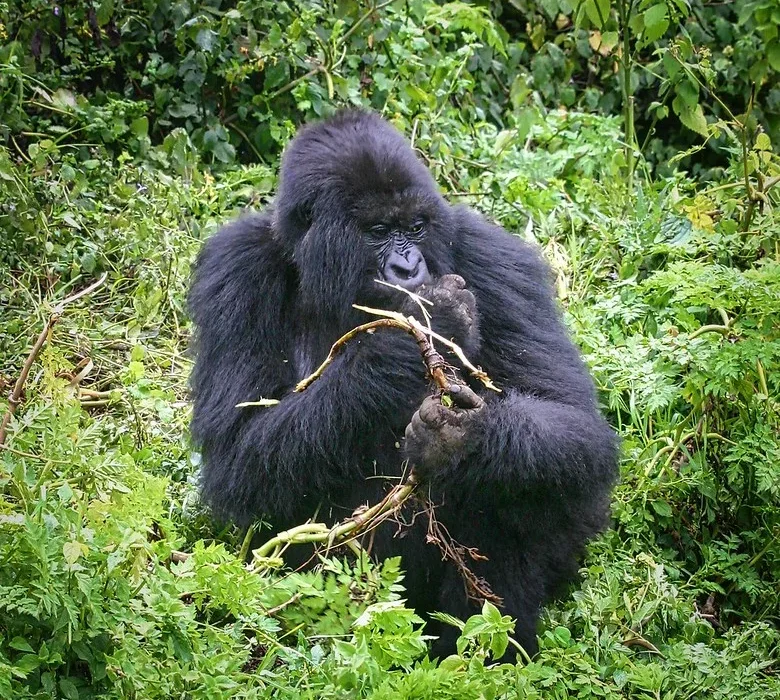 Rwanda Gorilla Permit price increased to USD1500.