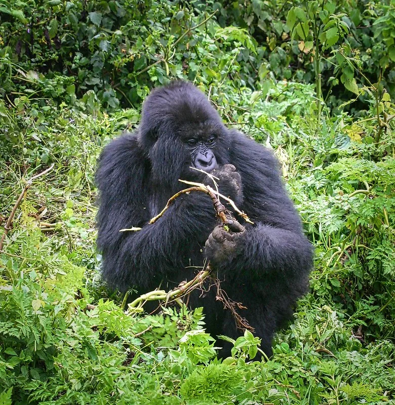 Rwanda Gorilla Permit price increased to USD1500.