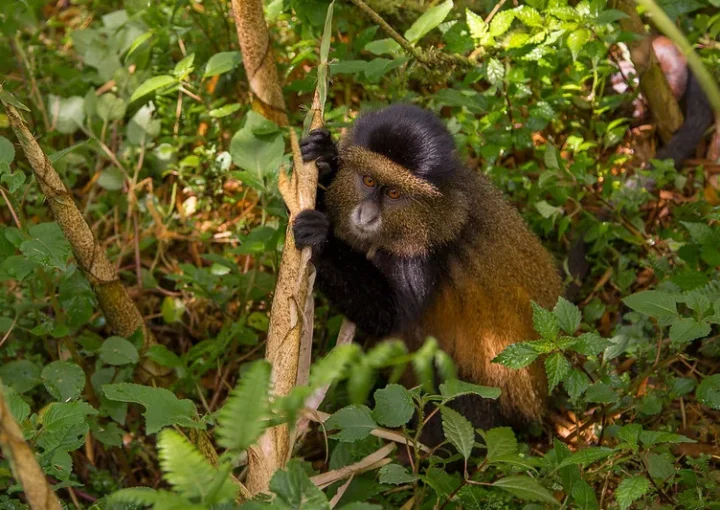 Rwanda golden monkey permits.
