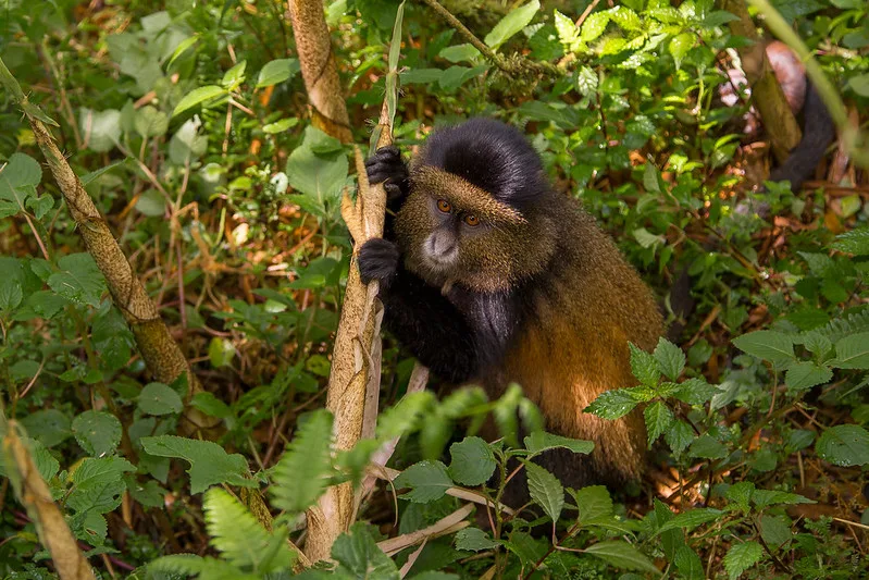 Rwanda golden monkey permits.