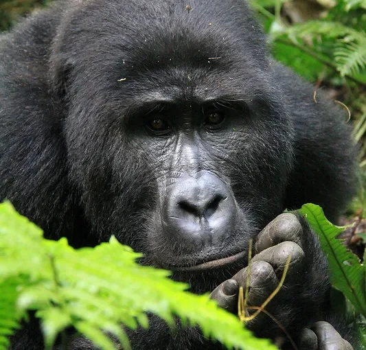 Rwanda gorilla treks and visiting mountain gorillas.
