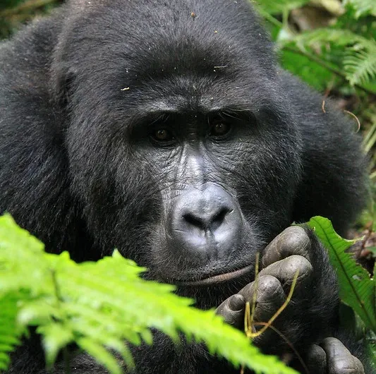 Rwanda gorilla treks and visiting mountain gorillas.