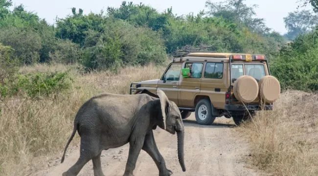 Safari Land Cruisers in Uganda