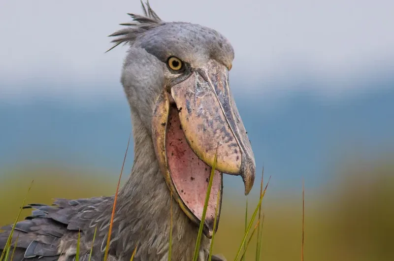 Shoebill filming locations in Uganda - Birding tours - Uganda bird watching safaris.