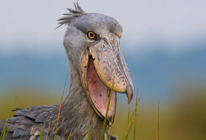 Shoebill filming locations in Uganda - Birding tours - Uganda bird watching safaris.