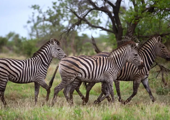 Short trips to do in Rwanda before or after a conference in Rwanda