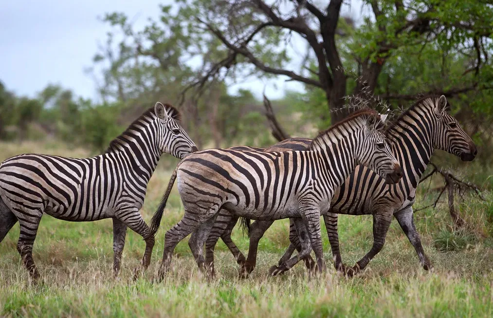 Short trips to do in Rwanda before or after a conference in Rwanda