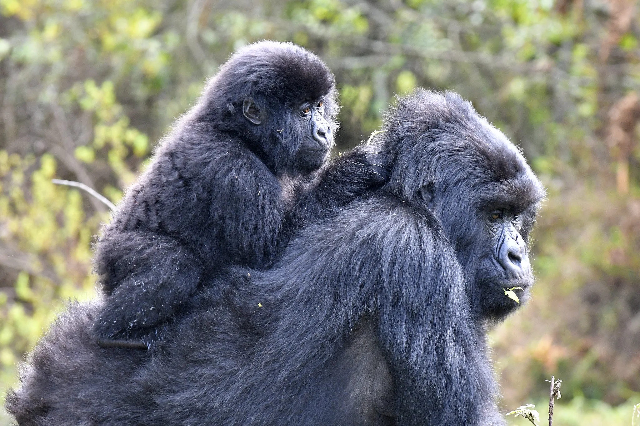 Cost of Gorilla Safaris to Uganda