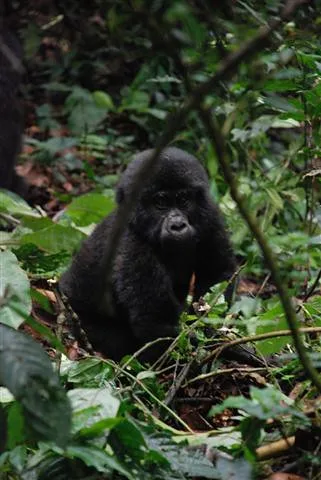 The reality of gorilla conservation in the 1970’s.