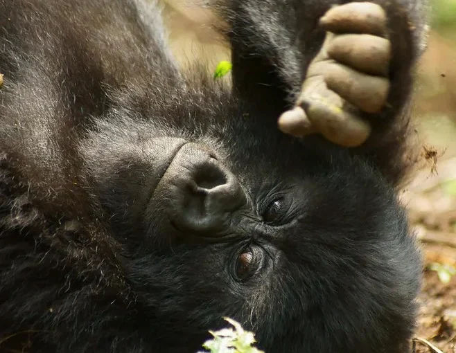 The story of mountain gorillas never stop