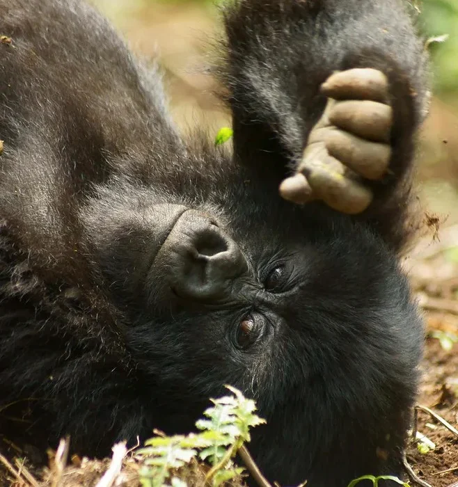 The story of mountain gorillas never stop